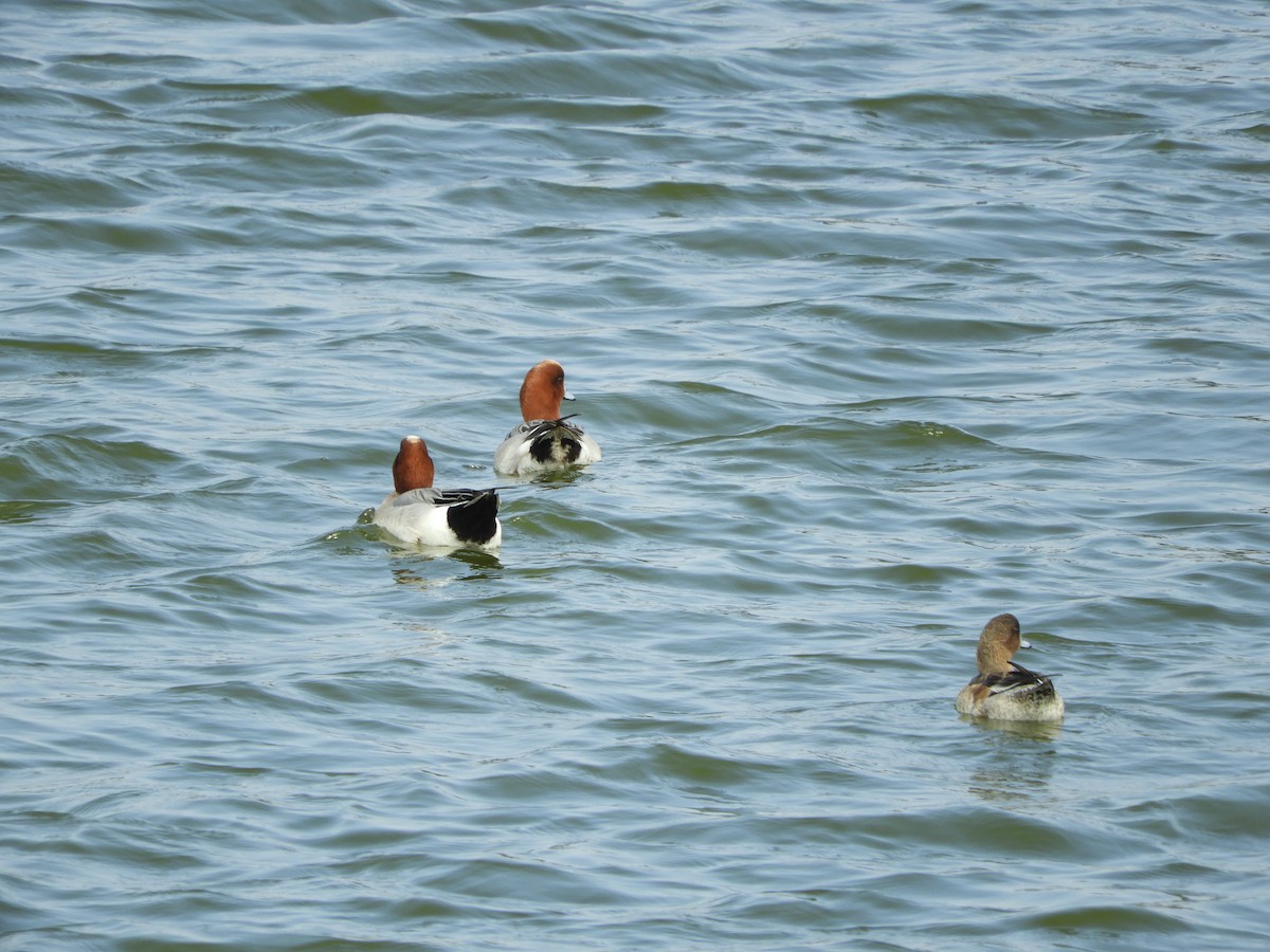 Eurasian Wigeon - ML139042971