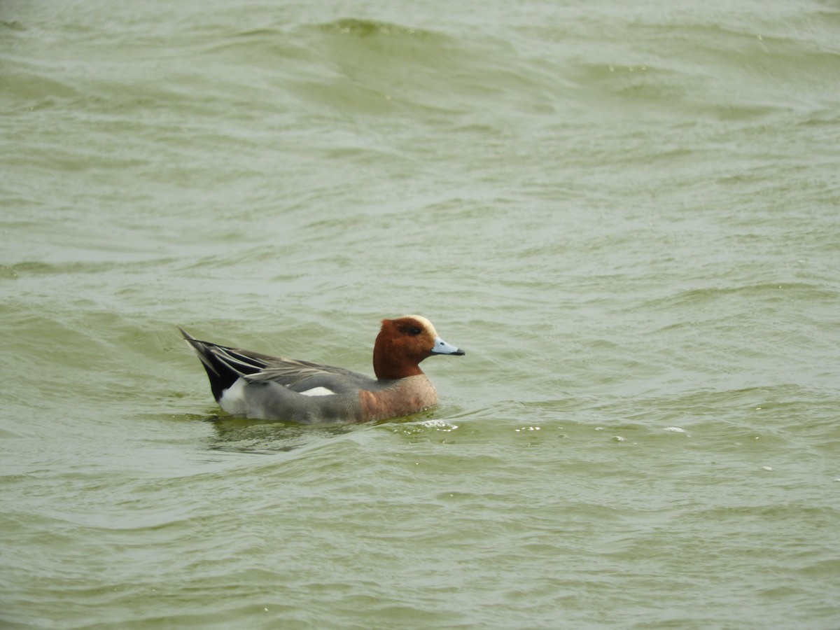 Eurasian Wigeon - ML139043011