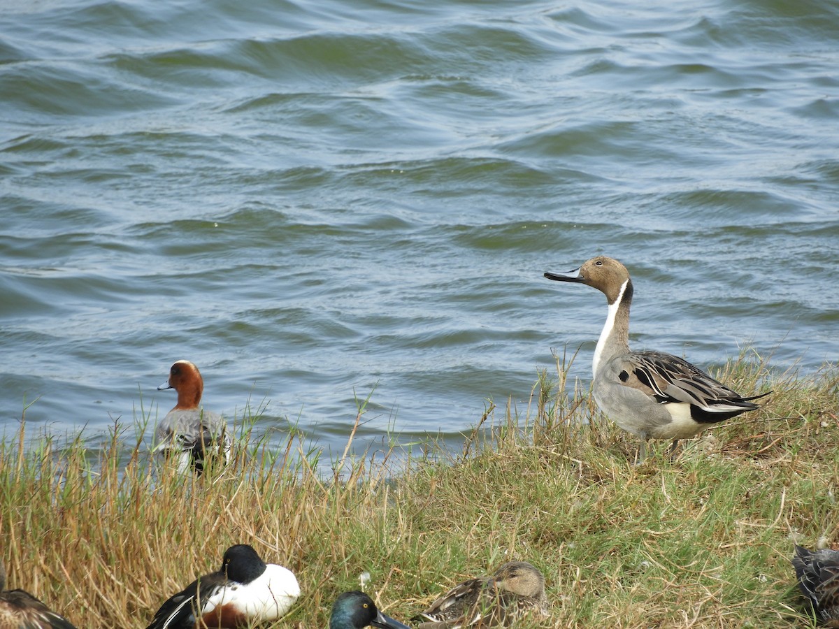 Northern Pintail - ML139043601