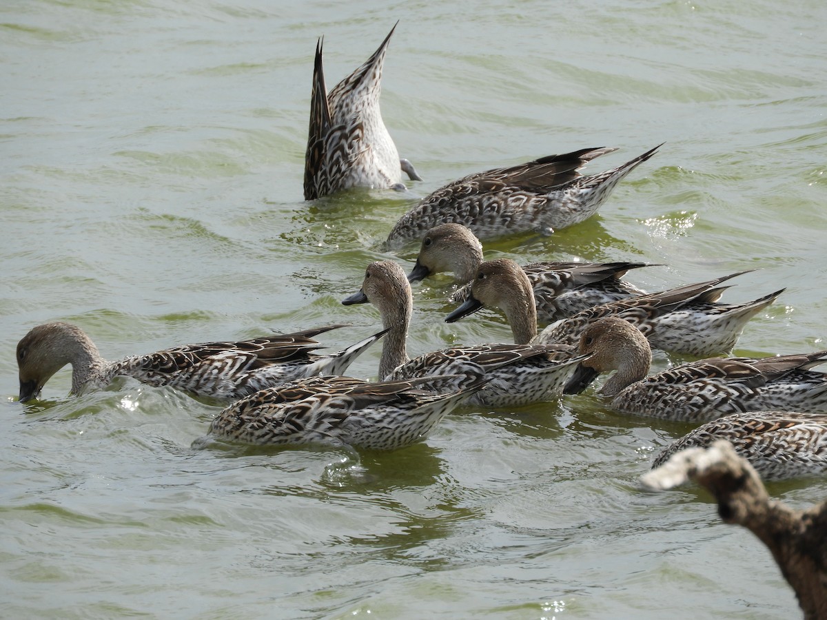 Northern Pintail - ML139043611