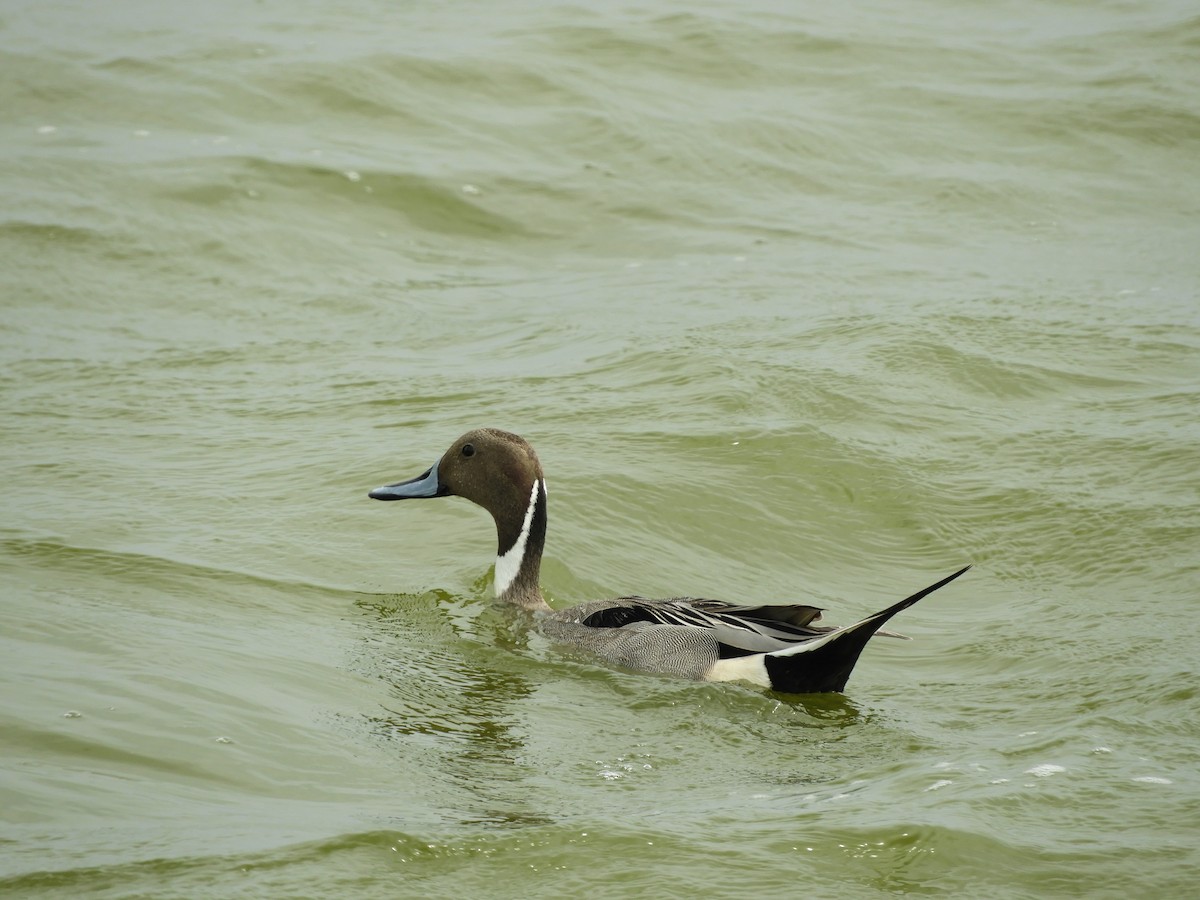 Northern Pintail - ML139043621