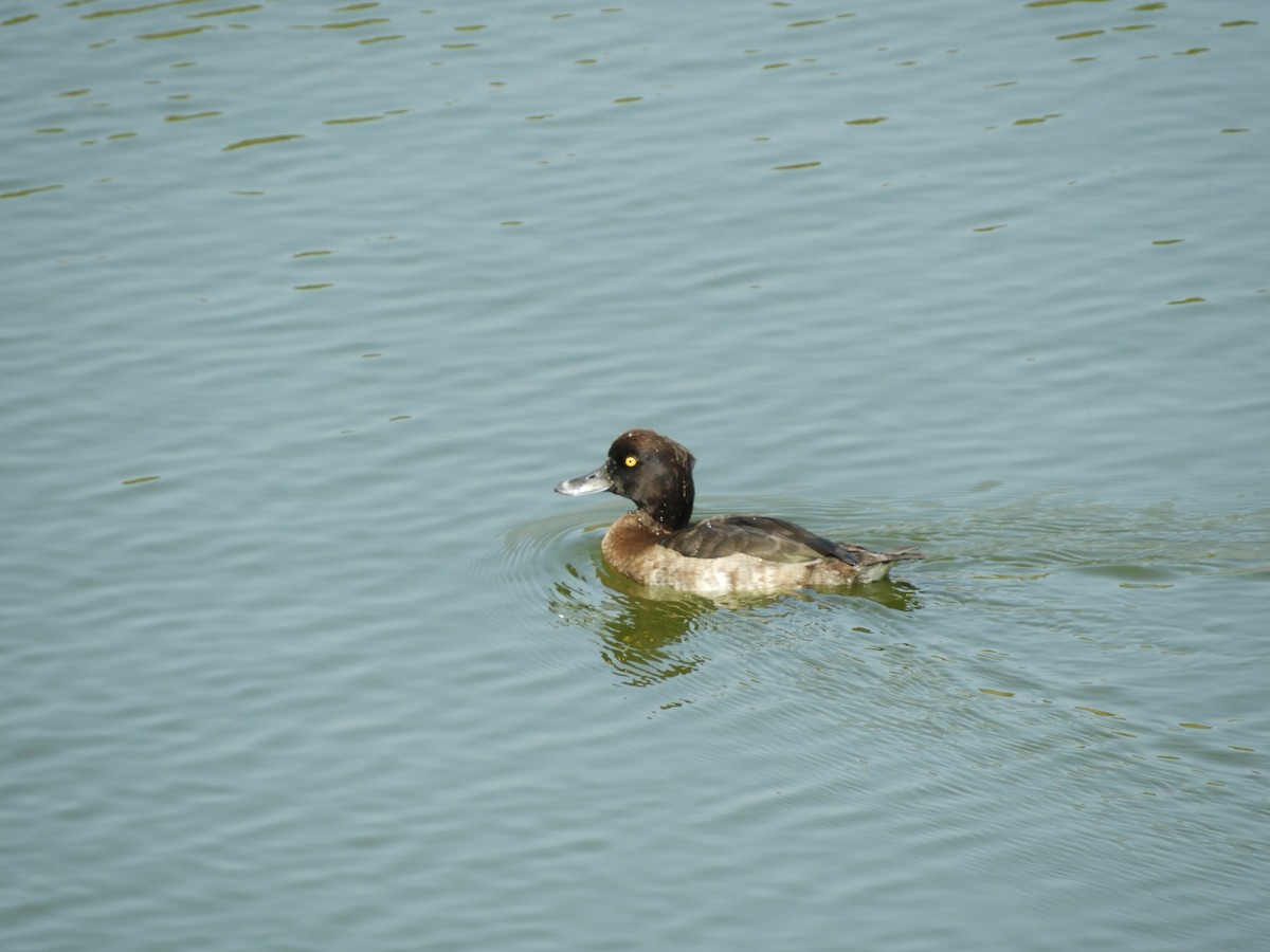 Tufted Duck - ML139043711