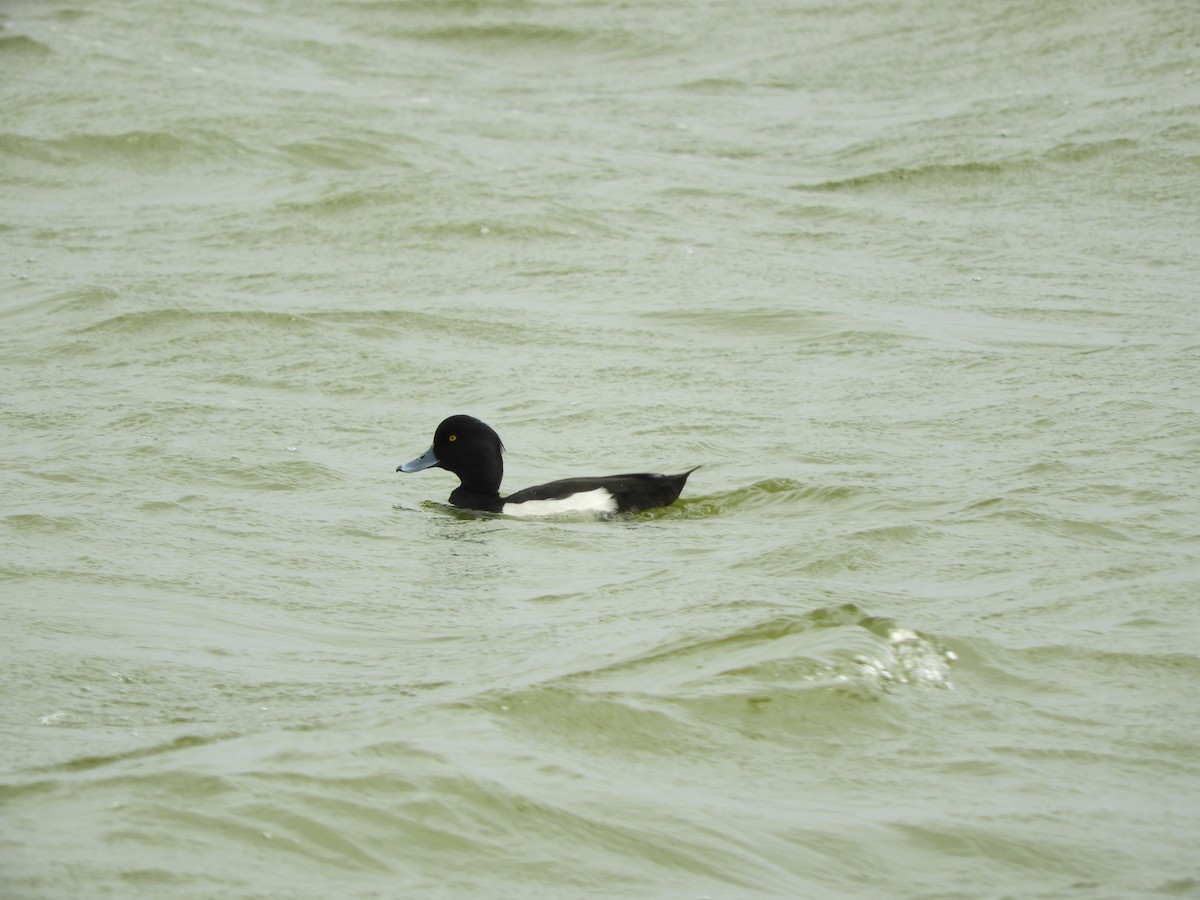 Tufted Duck - 晉嘉 張
