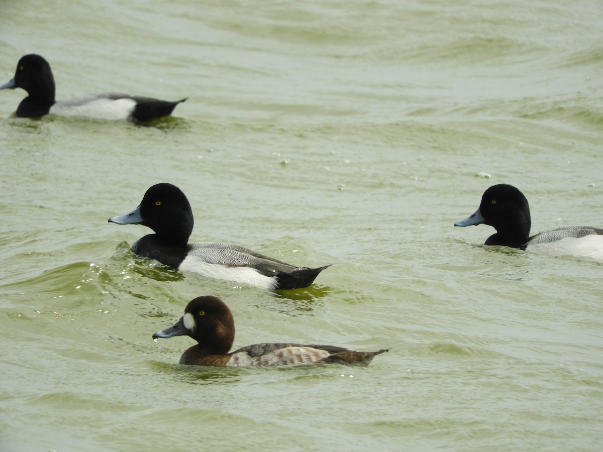 Greater Scaup - ML139044111