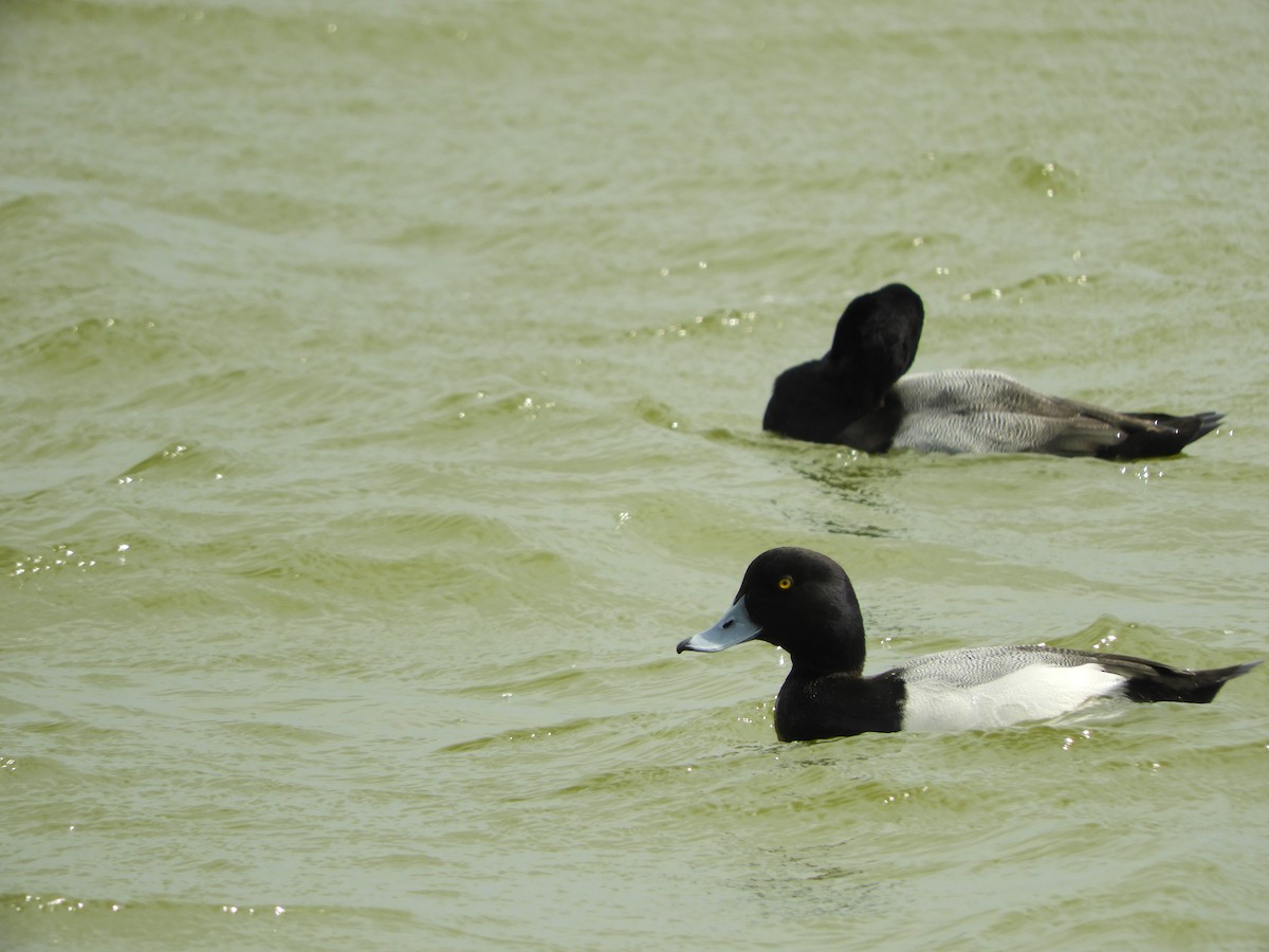 Greater Scaup - ML139044131