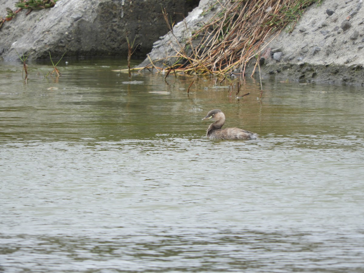 Little Grebe - ML139044301