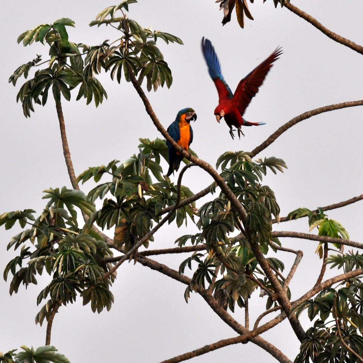 Blue-and-yellow Macaw - ML139044451