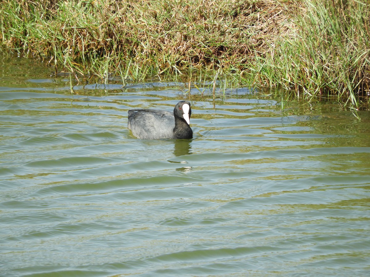 Eurasian Coot - ML139044571
