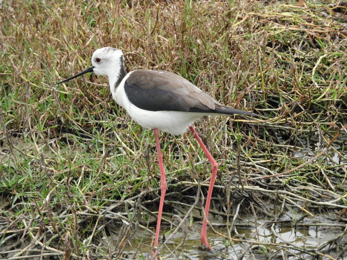 Black-winged Stilt - ML139044671