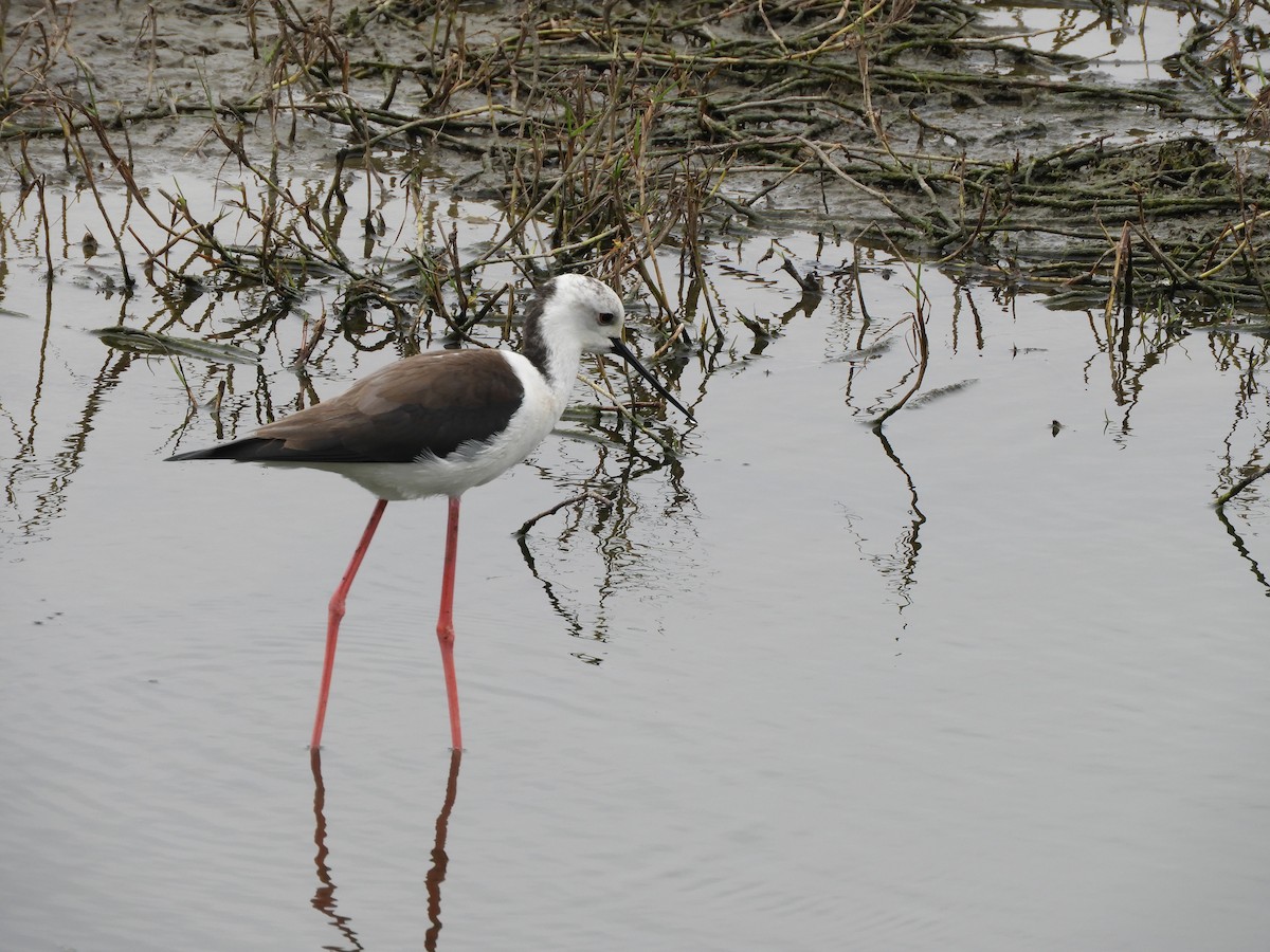 Black-winged Stilt - ML139044681