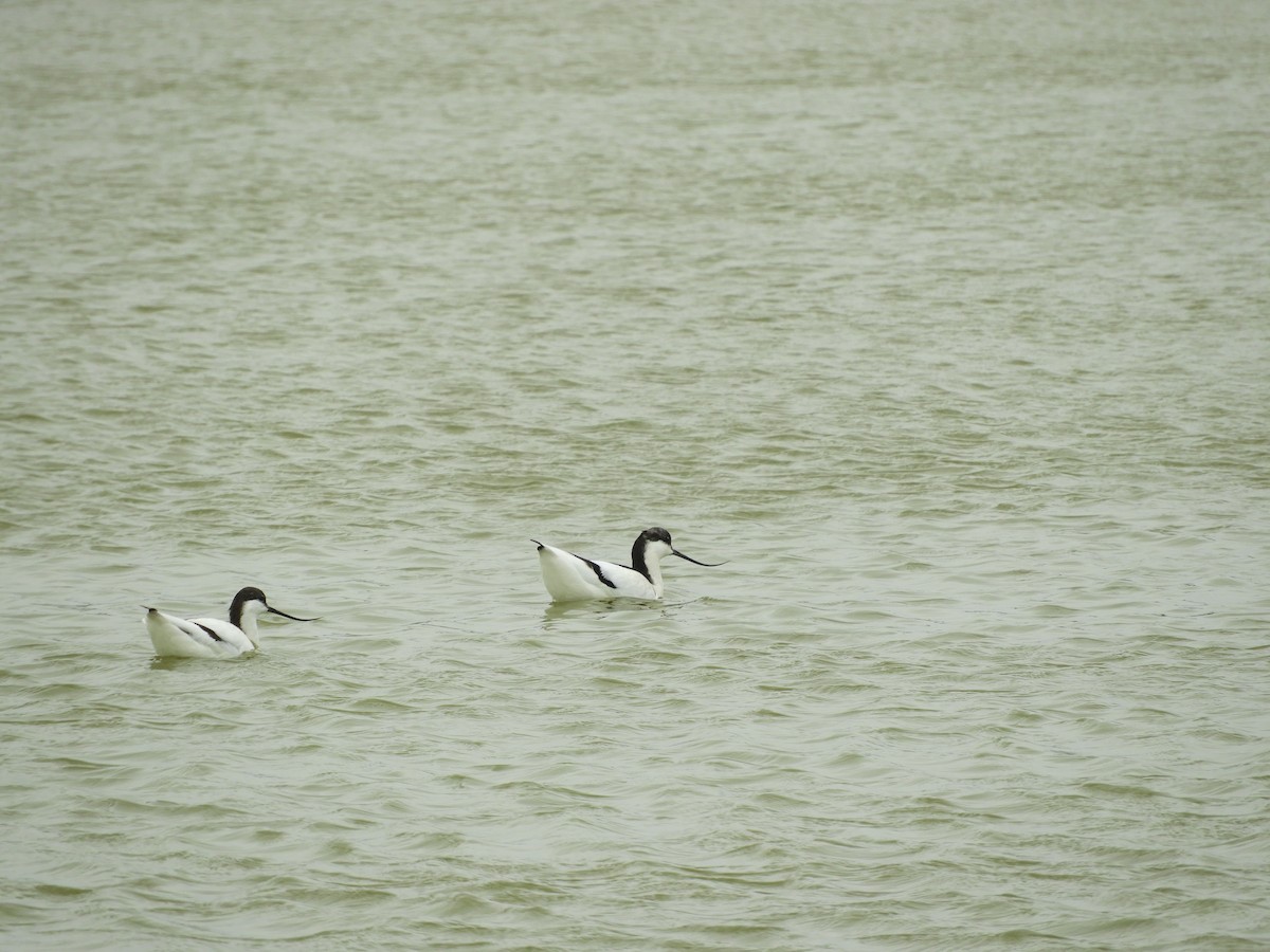 Pied Avocet - ML139044711