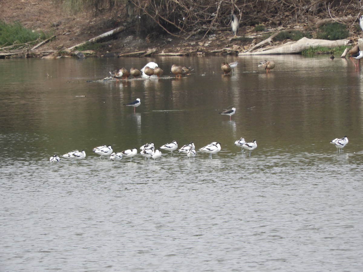 Pied Avocet - ML139044731