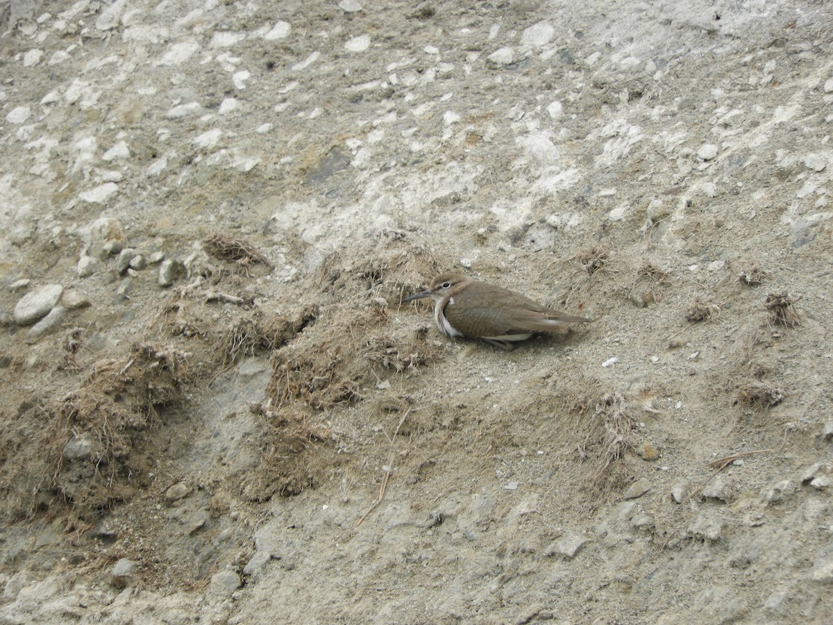 Common Sandpiper - ML139044871