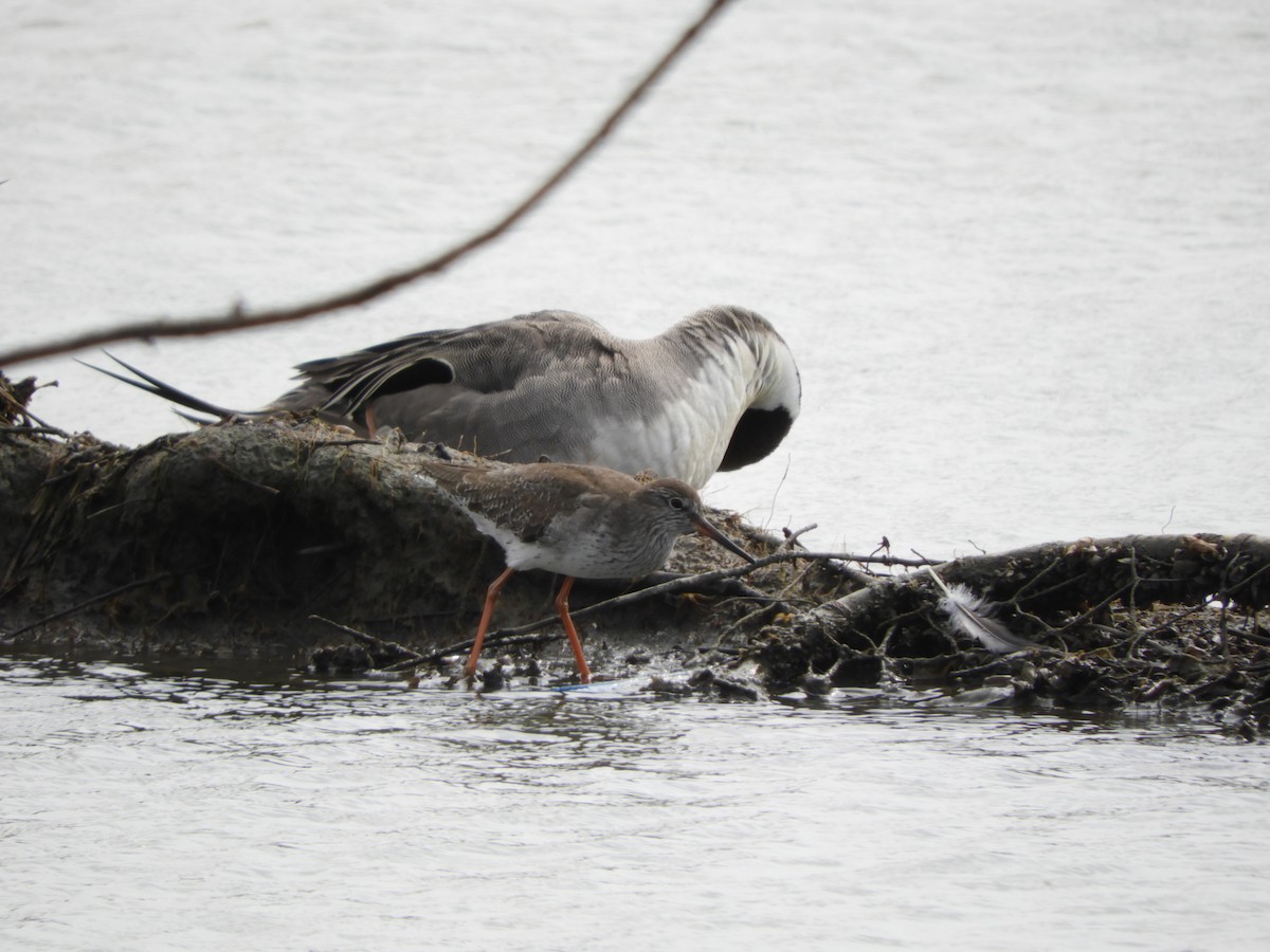Common Redshank - ML139044881