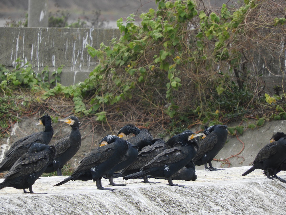 Great Cormorant - ML139045001