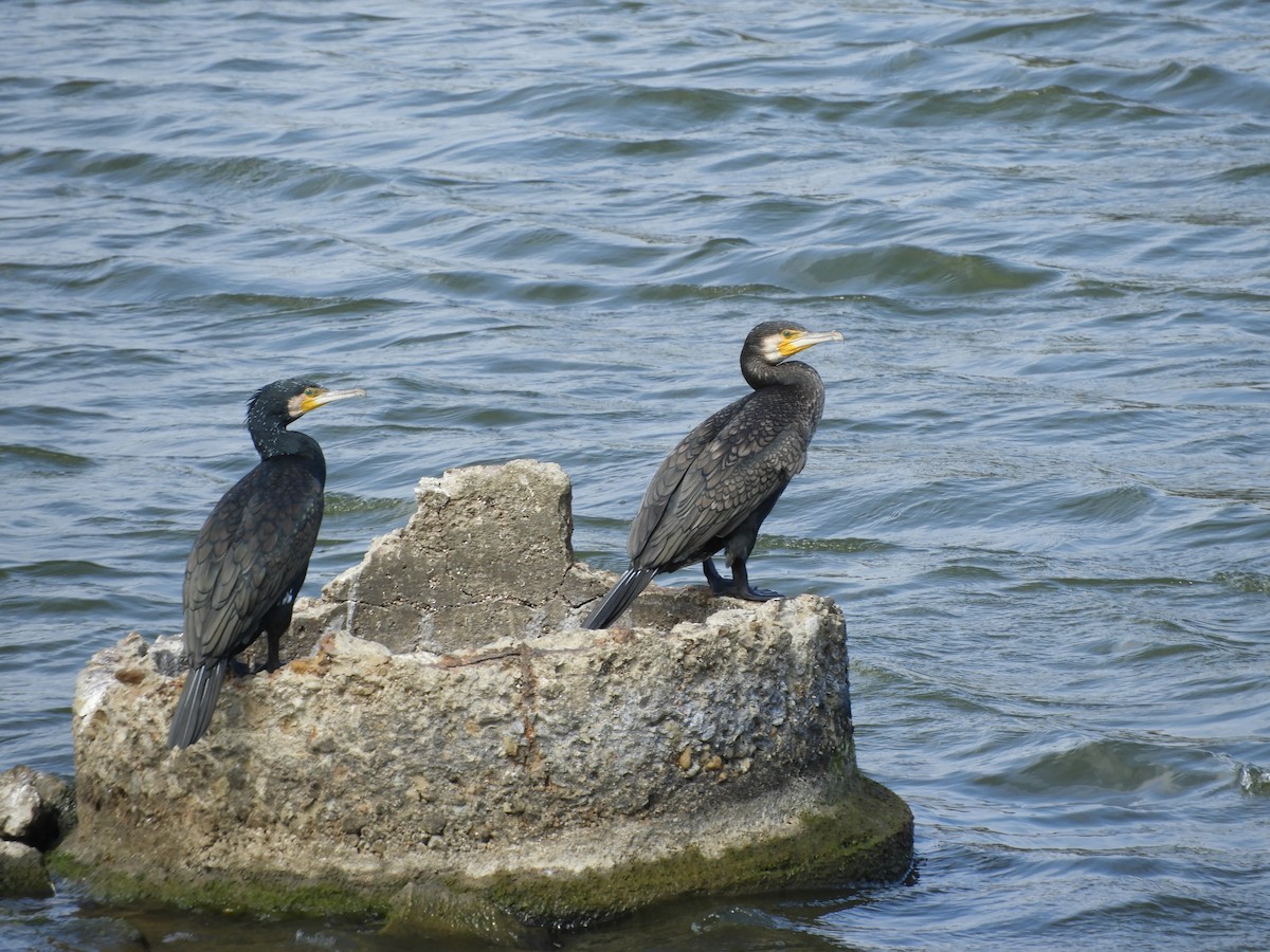 Great Cormorant - ML139045021