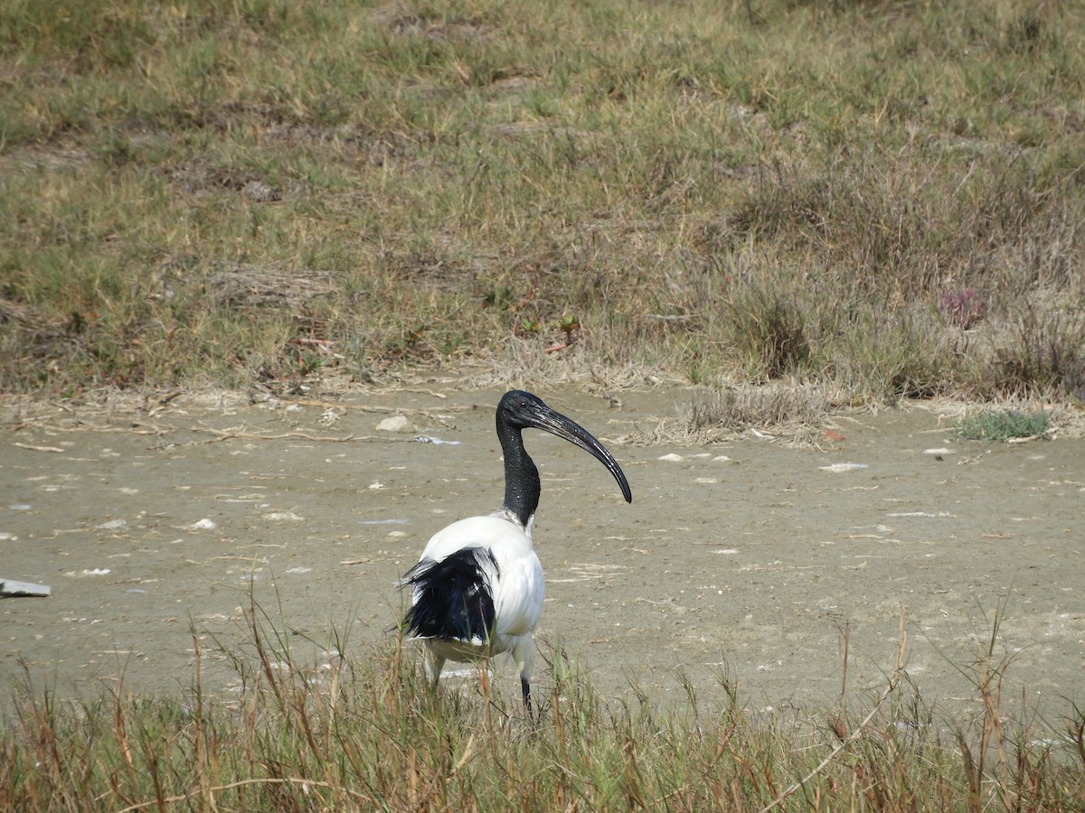 African Sacred Ibis - ML139045061