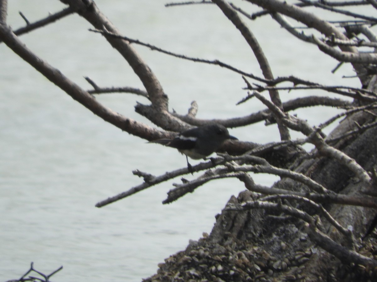 Oriental Magpie-Robin - ML139045071