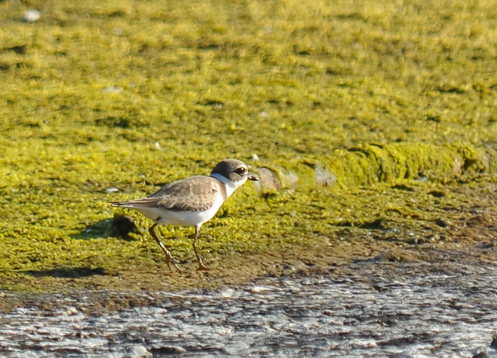 Semipalmated Plover - Ryan O'Donnell