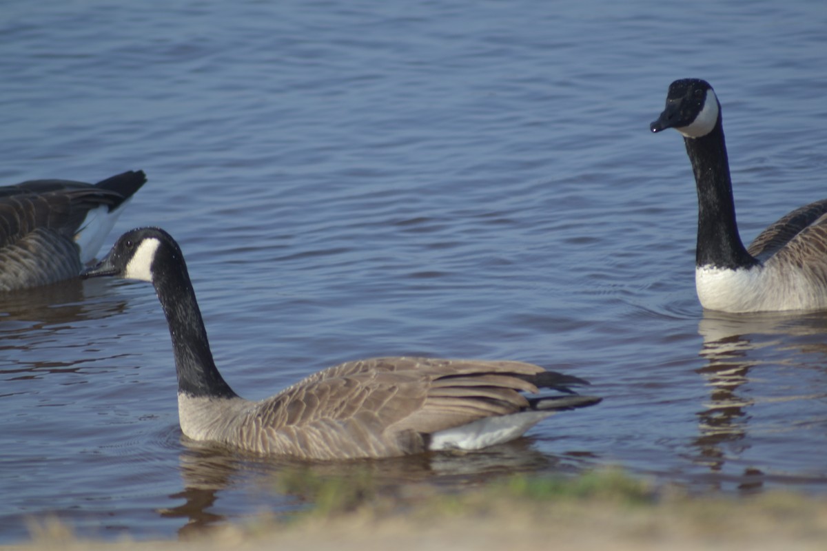 Canada Goose - C. L. Mann