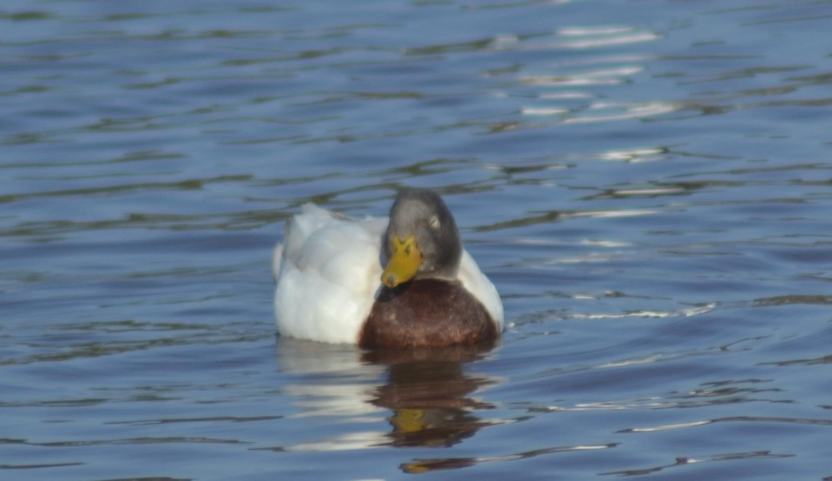 Mallard (Domestic type) - C. L. Mann