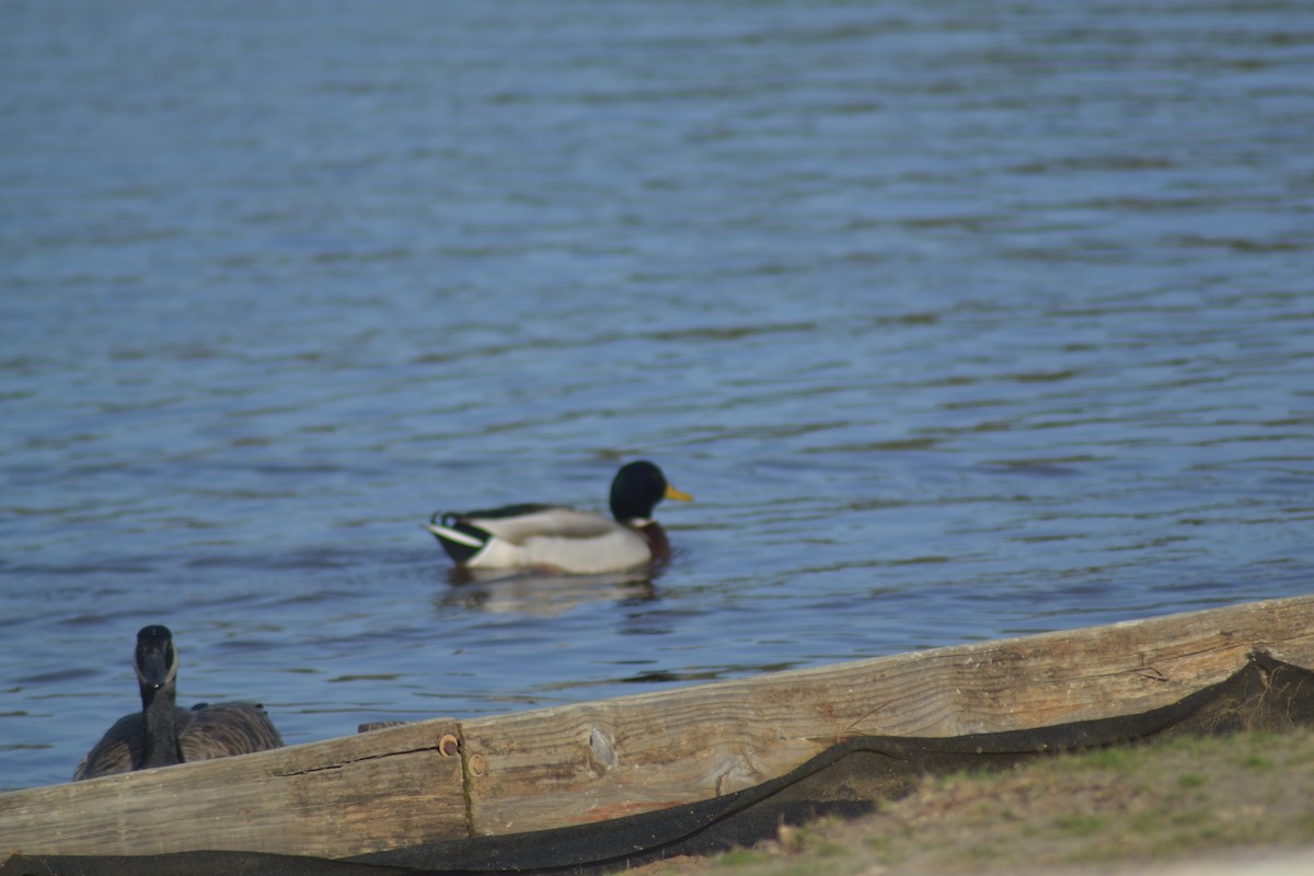 Mallard - C. L. Mann