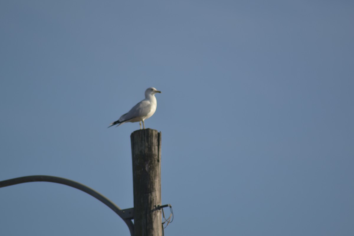 Ring-billed Gull - ML139046501