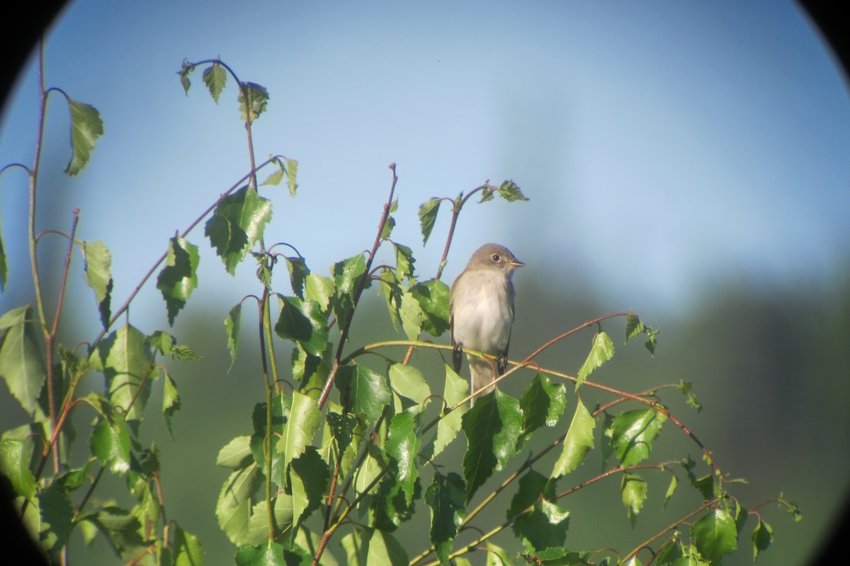 Alder Flycatcher - ML139046871