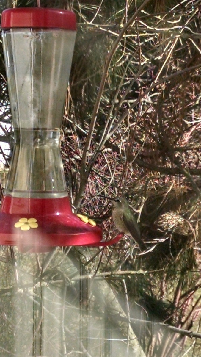 Anna's Hummingbird - ML139047681