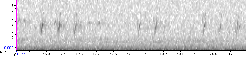 Red Crossbill (Douglas-fir or type 4) - ML139047691