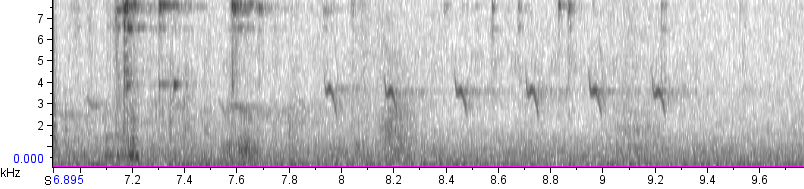 Red Crossbill (Ponderosa Pine or type 2) - ML139047701