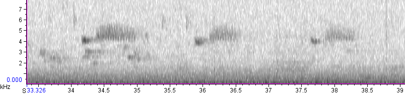 Red Crossbill (Ponderosa Pine or type 2) - ML139047711