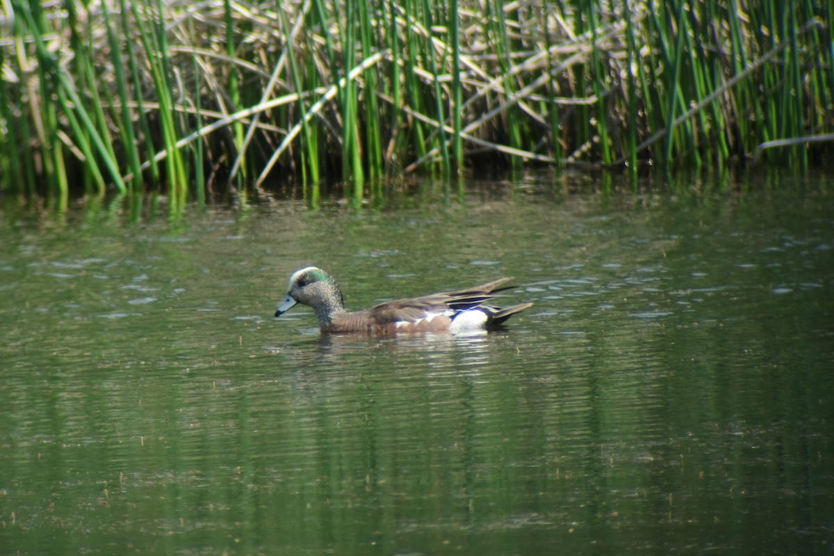 American Wigeon - ML139050371