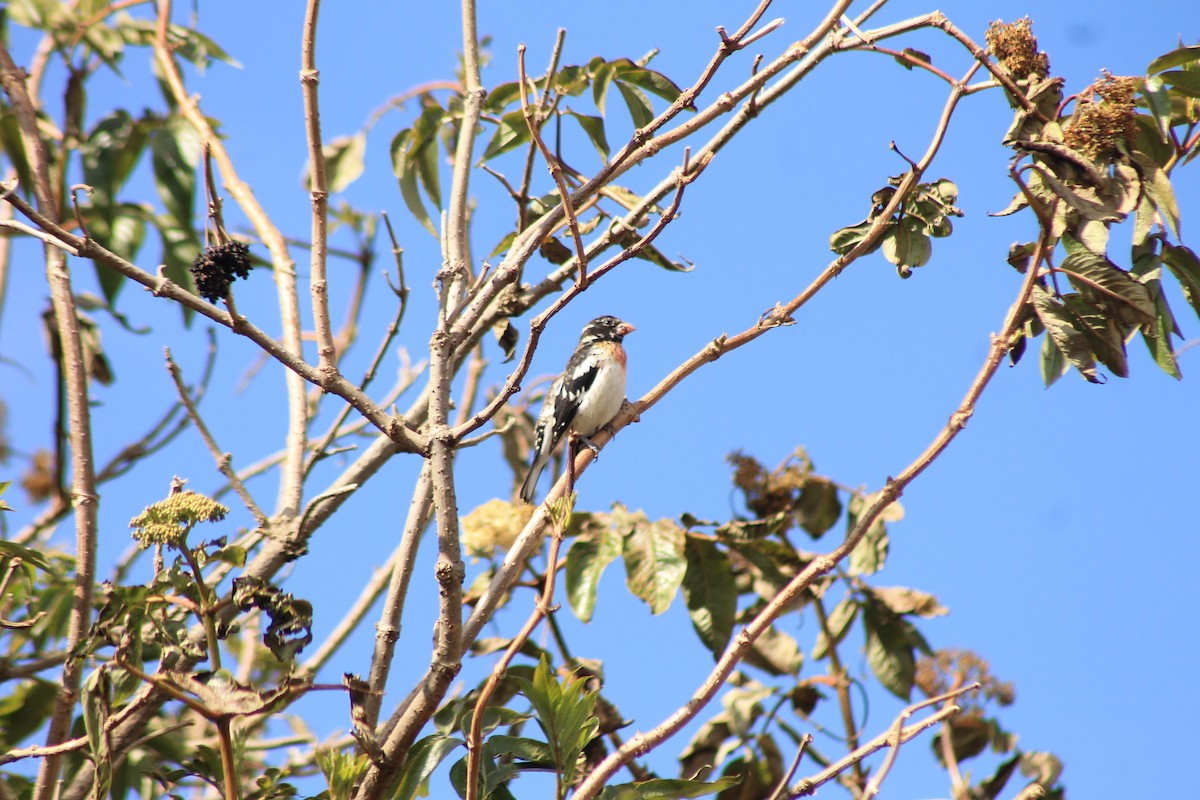 Rose-breasted Grosbeak - Esteban Matías (birding guide) Sierra de los Cuchumatanes Huehuetenango esteban.matias@hotmail.com                             +502 53810540