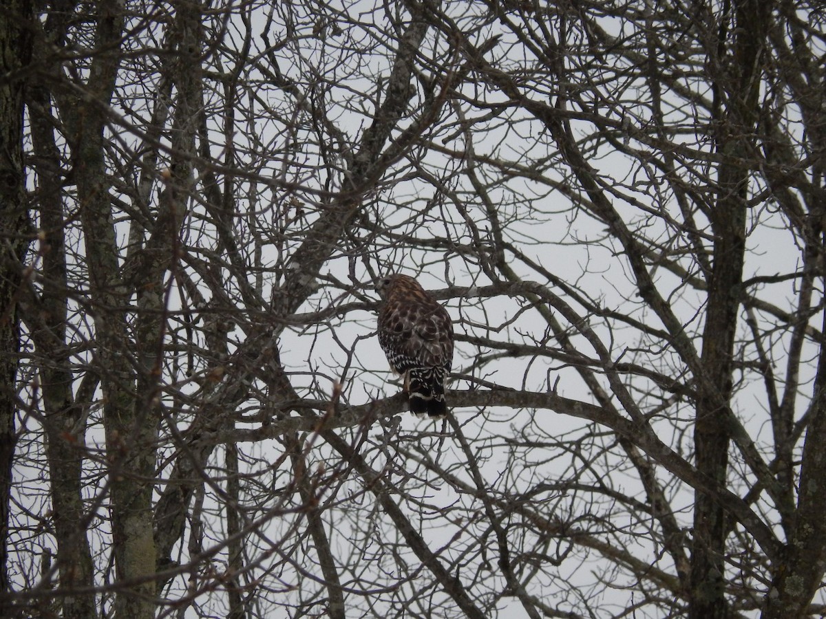 Red-shouldered Hawk - ML139051811