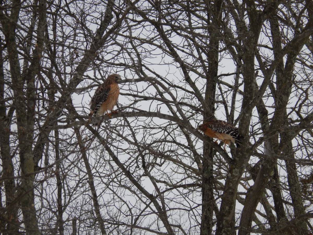 Red-shouldered Hawk - Ted 🦃