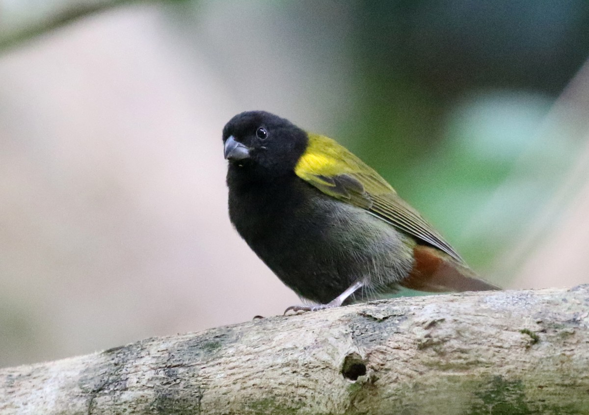 Yellow-shouldered Grassquit - Matthew Grube