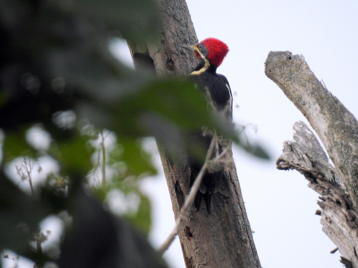 Lineated Woodpecker - ML139054131