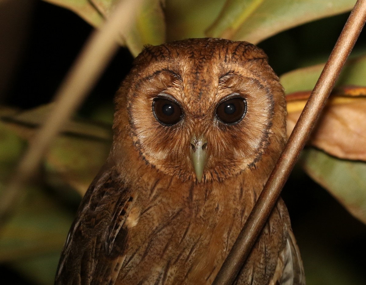 Jamaican Owl - Matthew Grube