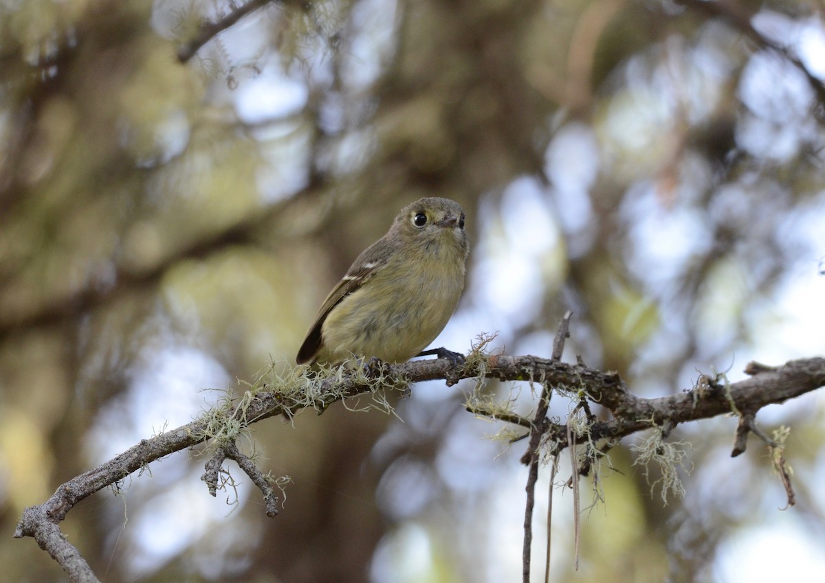 Hutton's Vireo - Leah Waldner