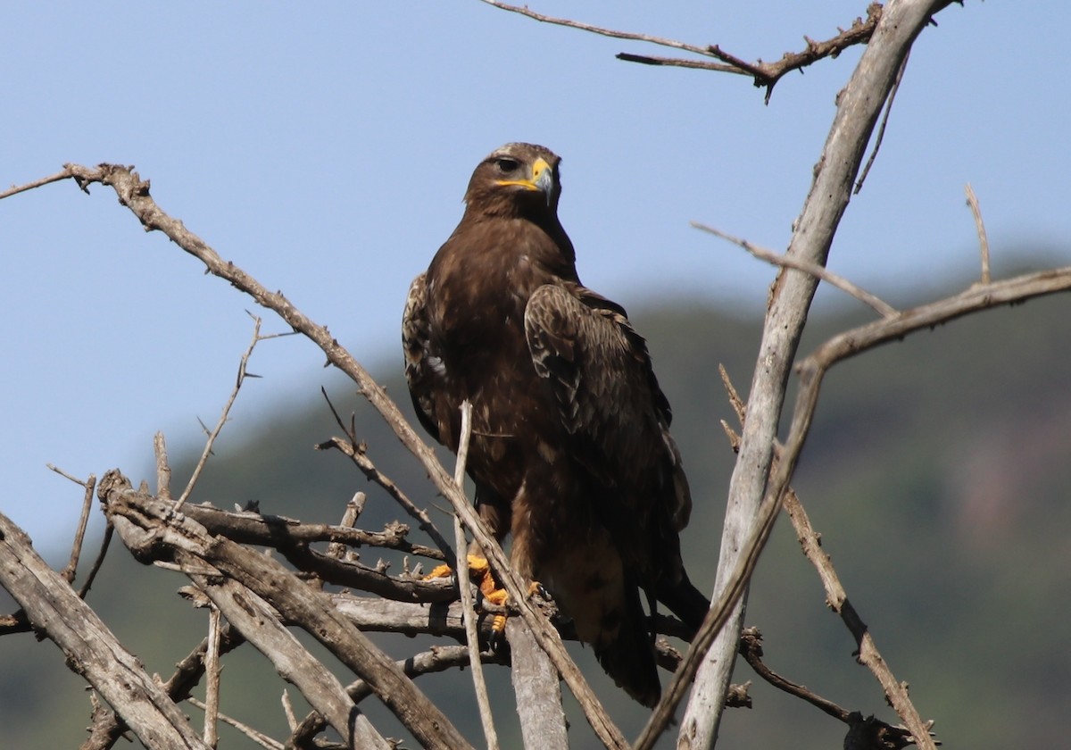 Steppe Eagle - ML139058931