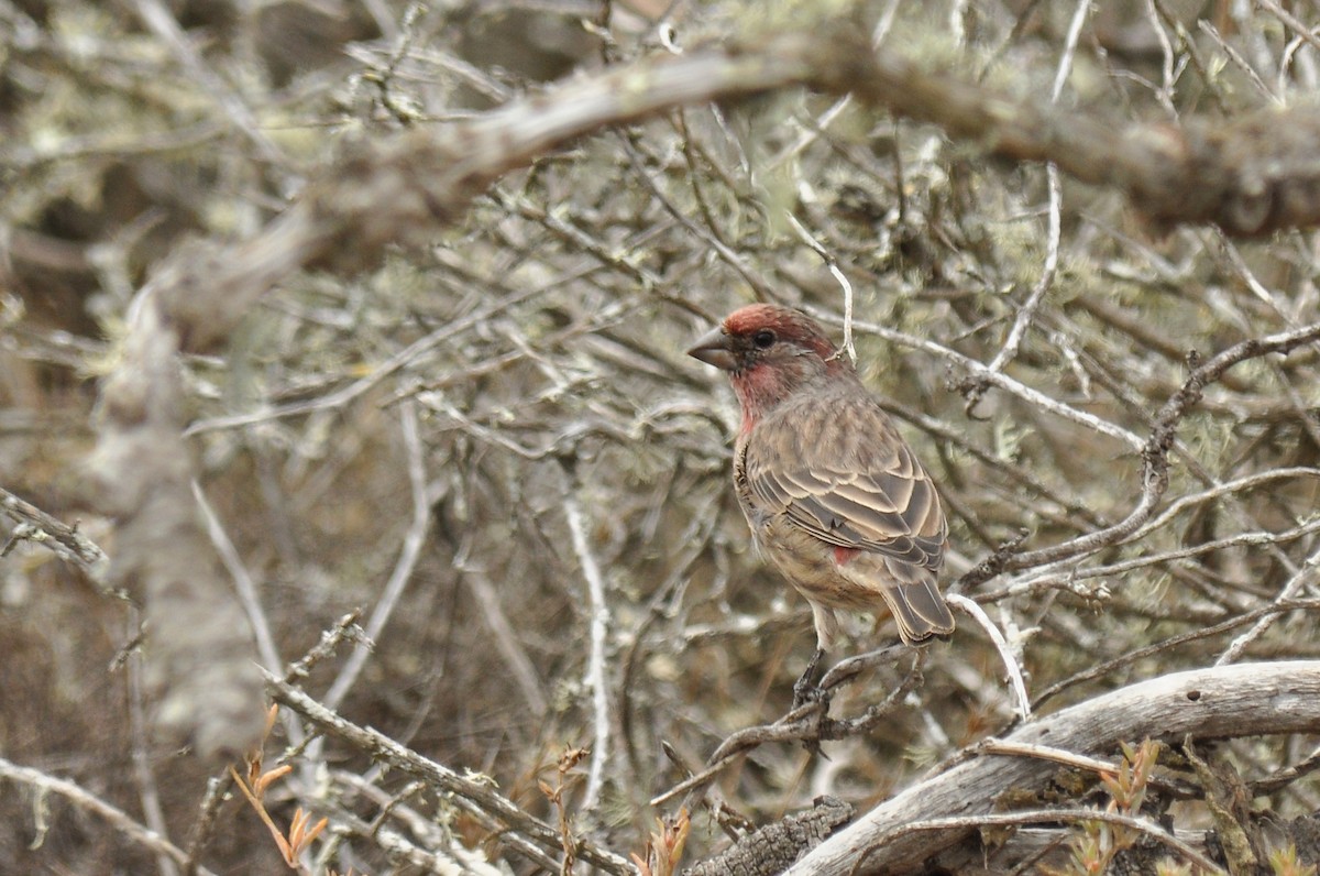 House Finch - ML139059561