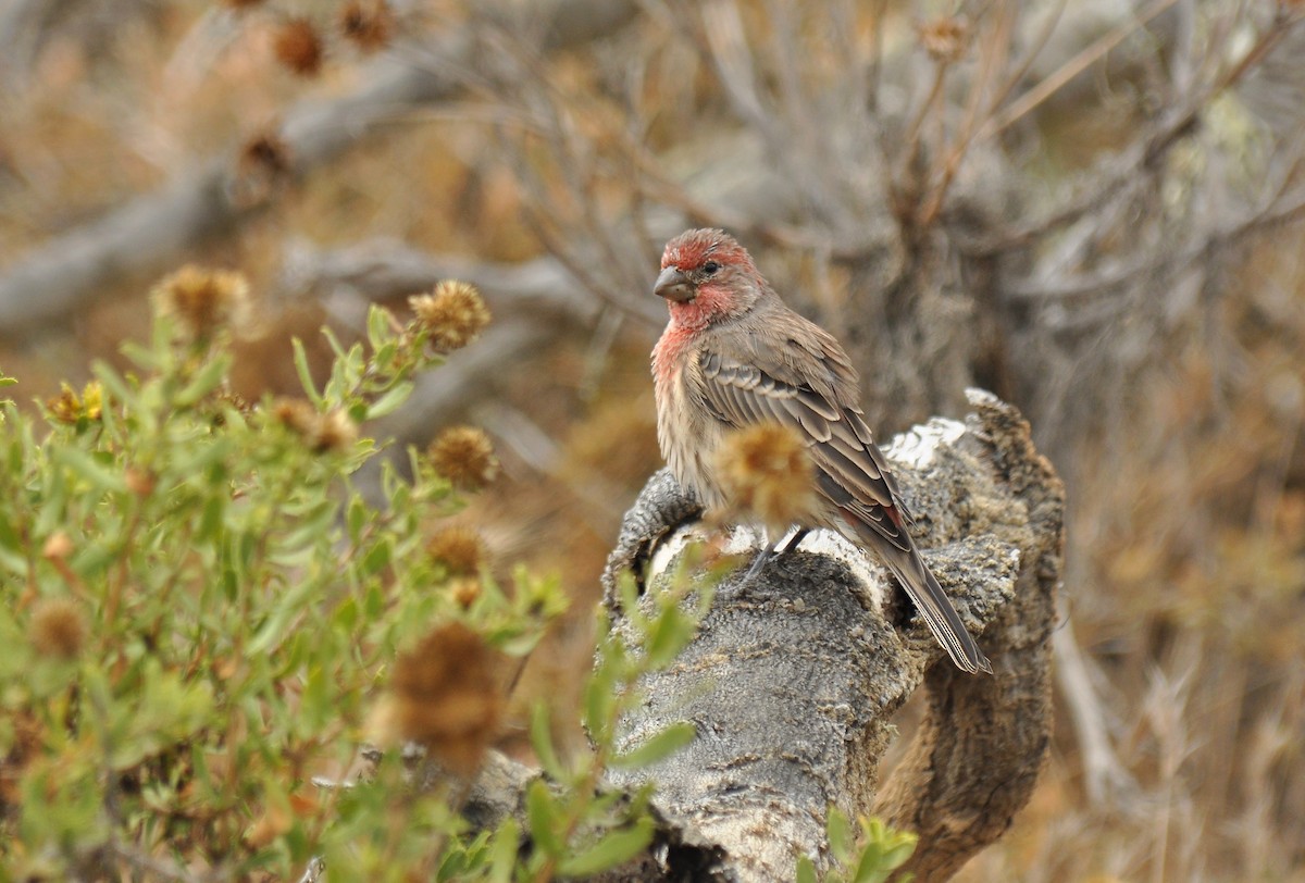 House Finch - ML139059761