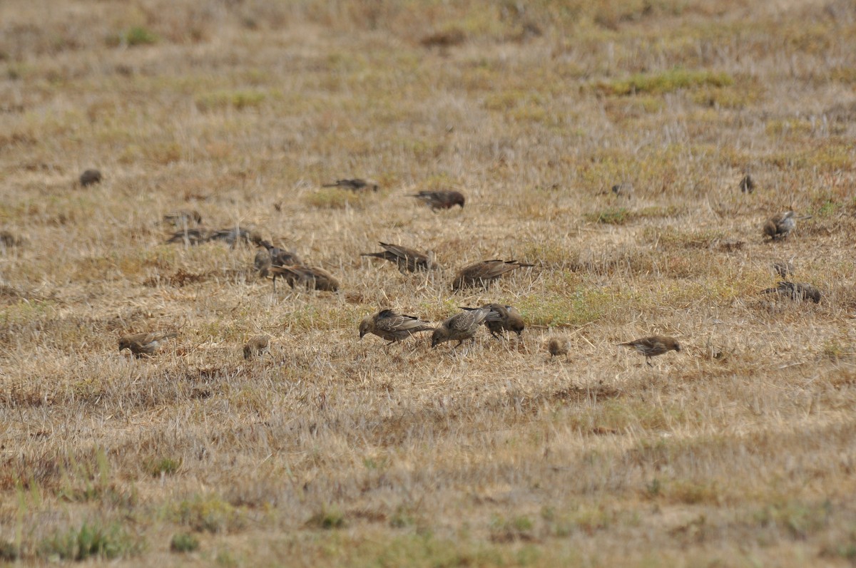 Brown-headed Cowbird - ML139059831