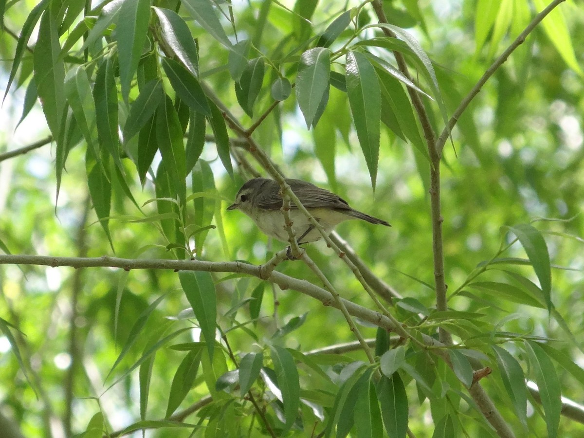 Warbling Vireo - ML139061161