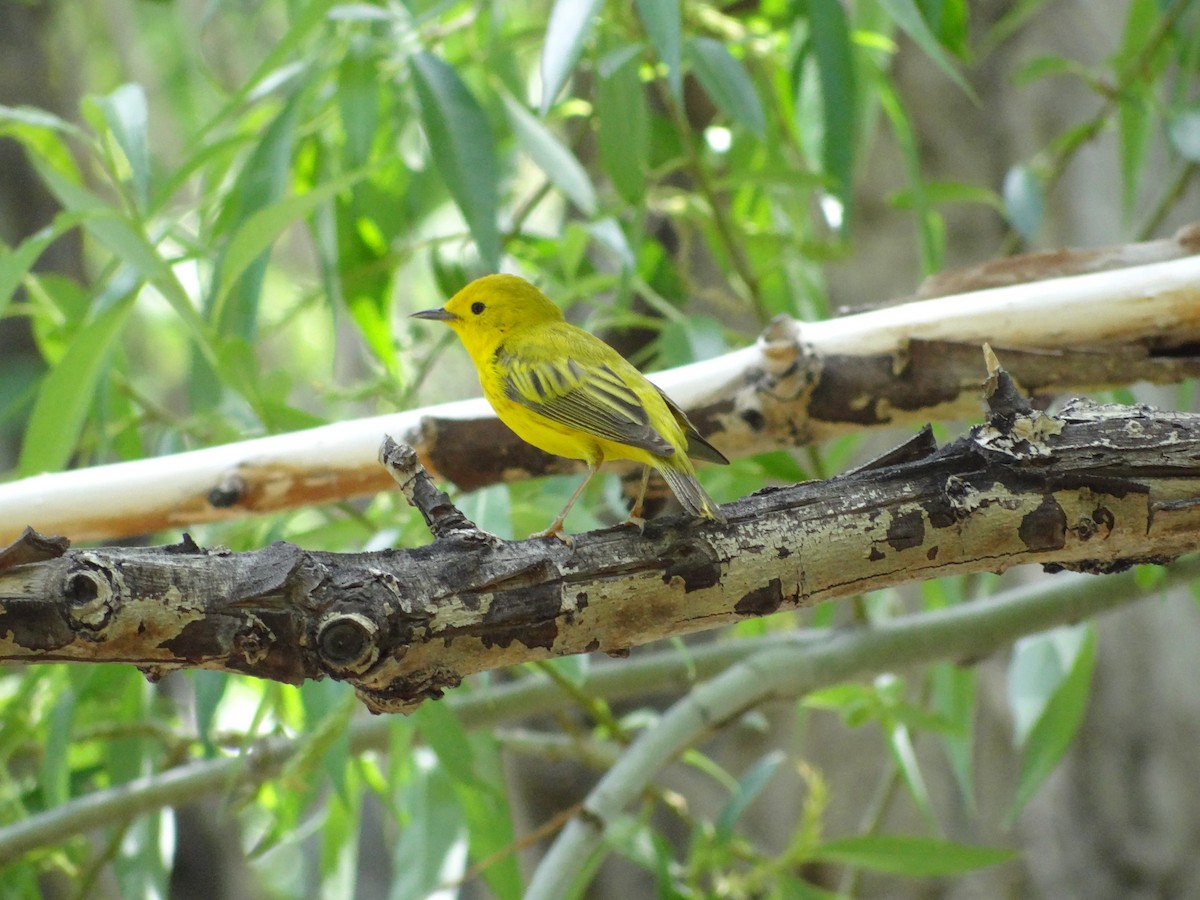 Paruline jaune - ML139061181