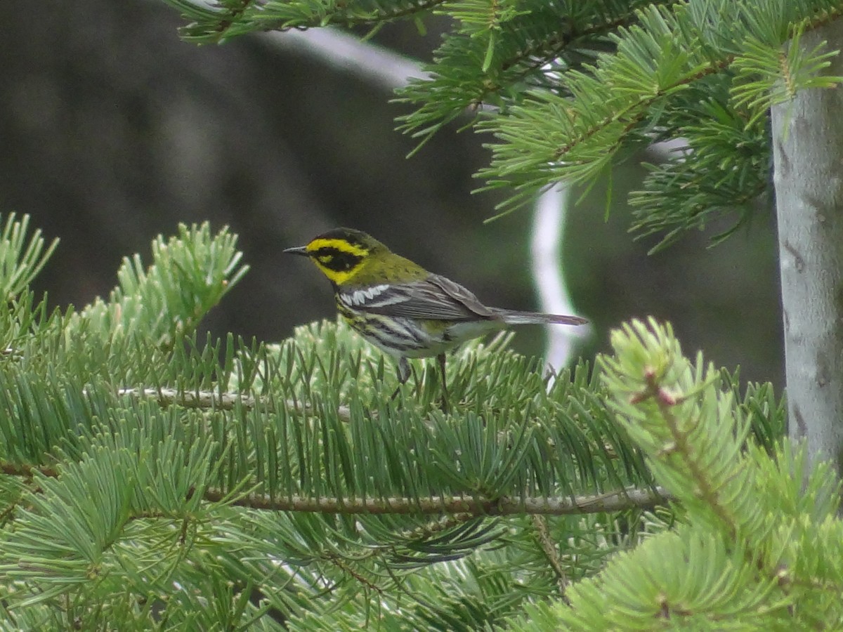 Townsend's Warbler - ML139061331