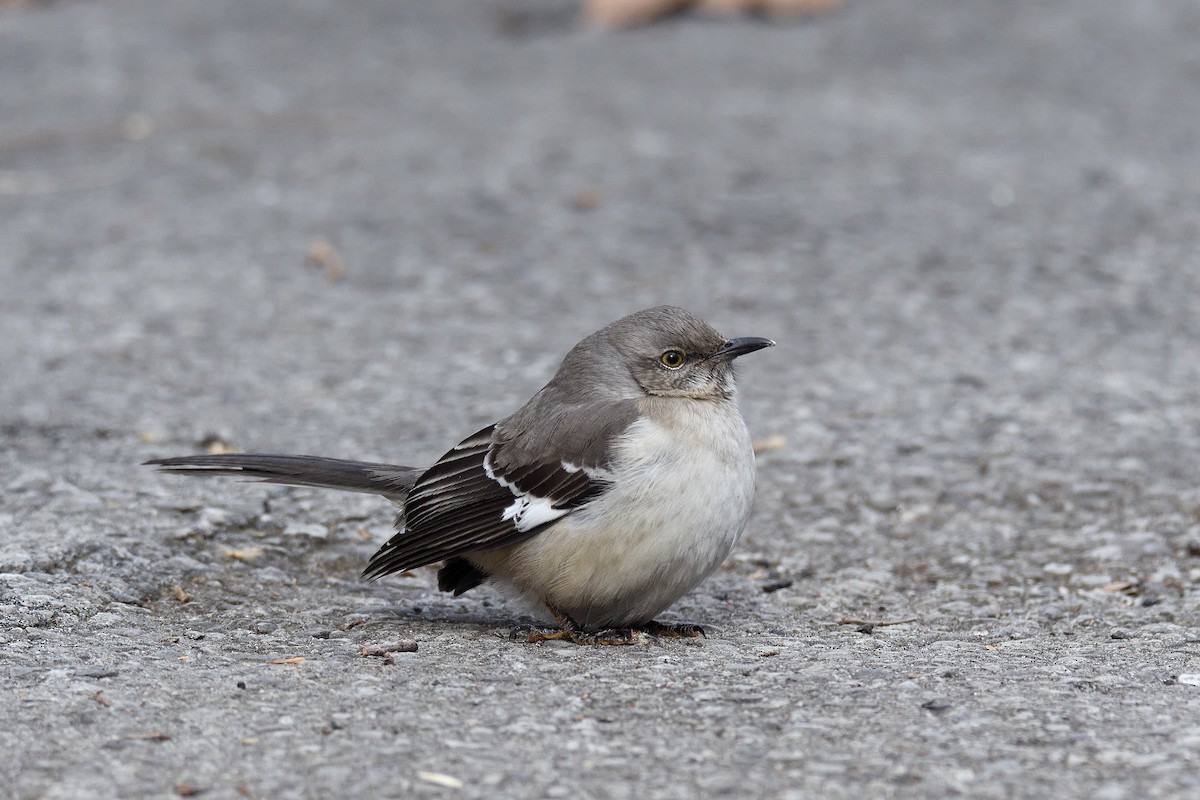 Northern Mockingbird - ML139062691