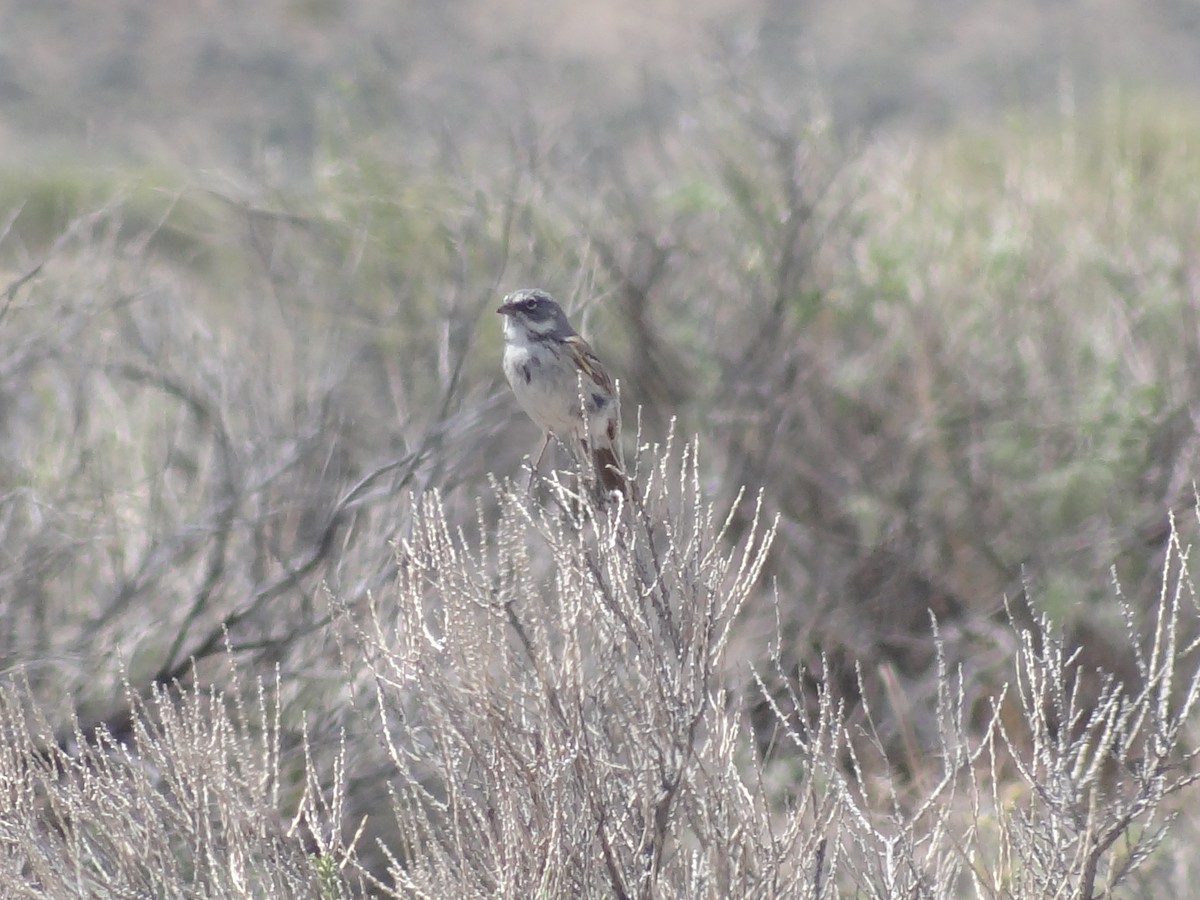 Sagebrush Sparrow - ML139062741