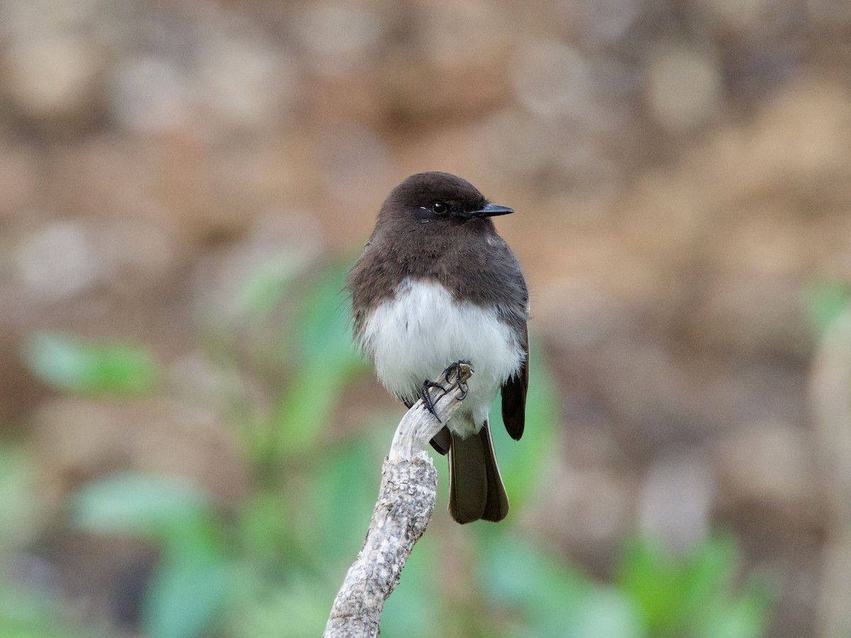 Black Phoebe - ML139064911